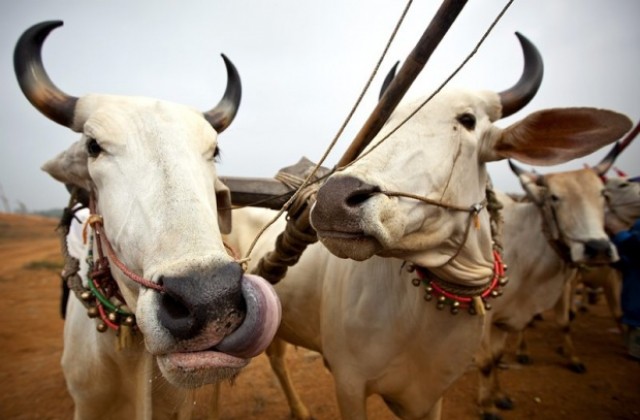 Над 110 убити при кражба на говеда в Южен Судан