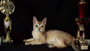 За първи път в Габрово показват редките котки от породите