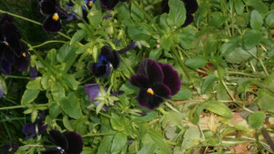 Типично пролетен ден