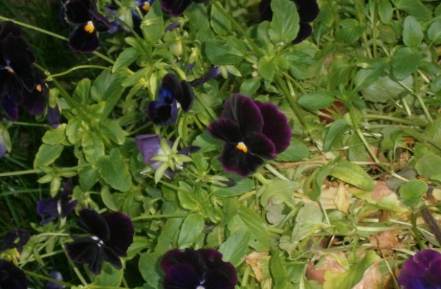 Типично пролетен ден