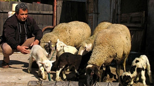 Директно от фермата стартира от Националния събор на овцевъдите в