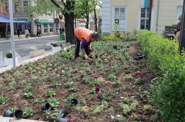 Зацветиха централната част в Елена