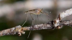 Бразилия одобри използването на ГМО комари