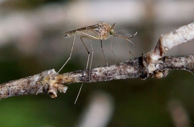 Бразилия одобри използването на ГМО комари