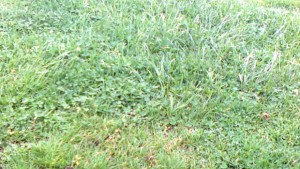 Орела отвратен от терена Спартак гони 3 победи в оставащите