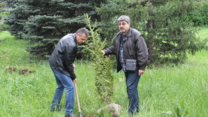 Засадиха седем млади смърчови дървета в Деня за борба с