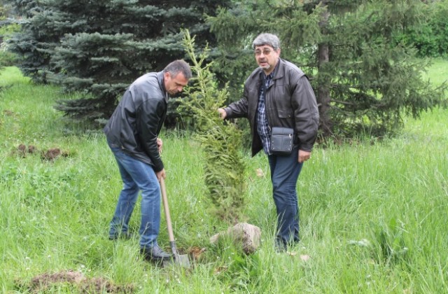 Засадиха седем млади смърчови дървета в Деня за борба с трудовите злополуки