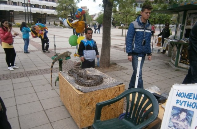 Глобиха мъж за търговска дейност с алигатор, игуана, питон и маймунка