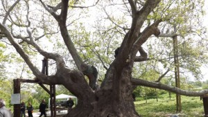 Укрепиха и консервираха Стария чинар