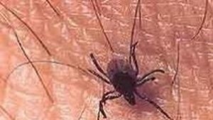 Пръскат против комари