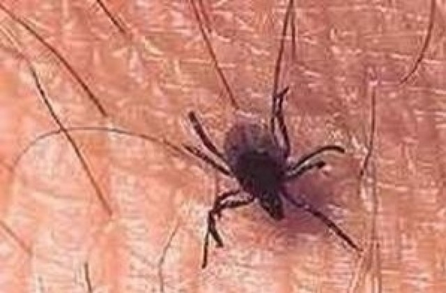 Пръскат против комари