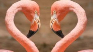 Розови фламинга сурикати и камили ще населят зоологическата градина