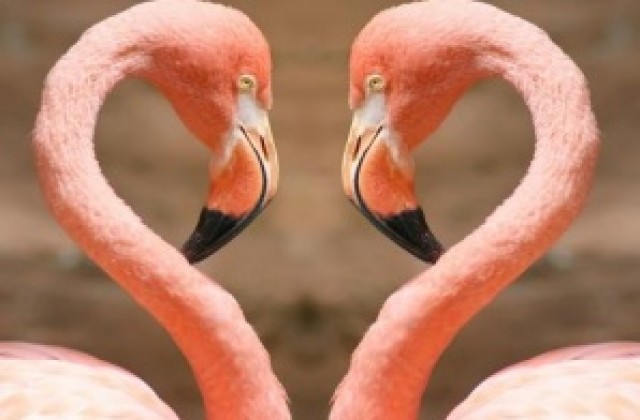 Розови фламинга, сурикати и камили ще населят зоологическата градина