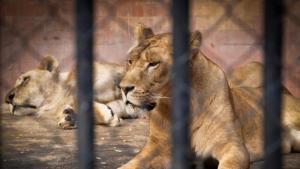 Годишно животните в зоопарка изяждат над 12 тона месо