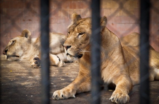 Годишно животните в зоопарка изяждат над 12 тона месо