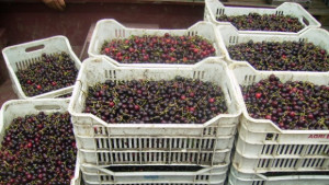 Среща за Черешова кампания 2014 организира областният управител