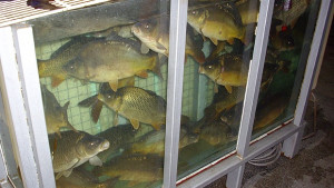 Празник на рибата в Ново село