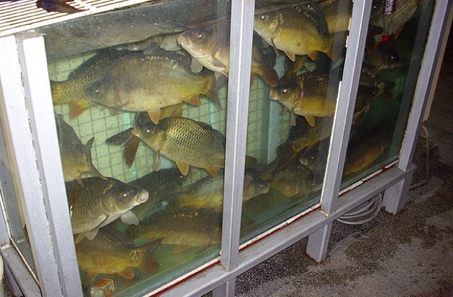 Празник на рибата в Ново село