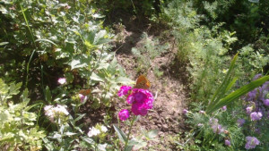 Слънчев ден слаби превалявания на места