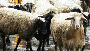 Обичаите и обредите за Гергьовден