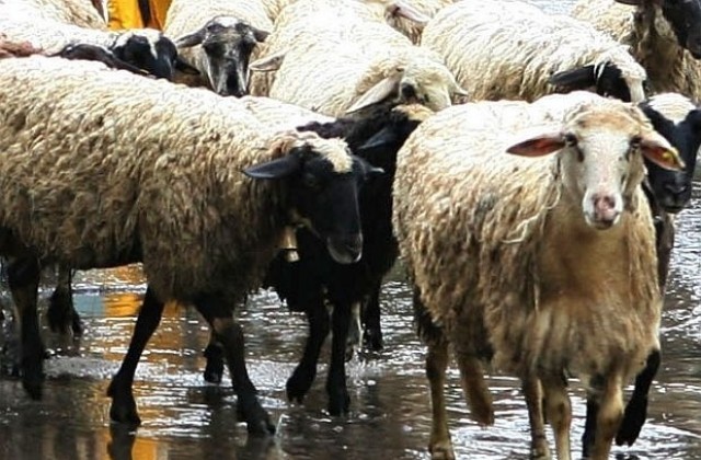 Обичаите и обредите за Гергьовден