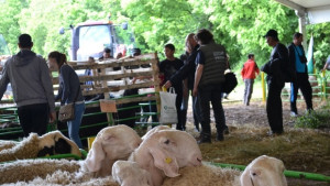 Над 150 участници мериха сили в народни борби и състезание