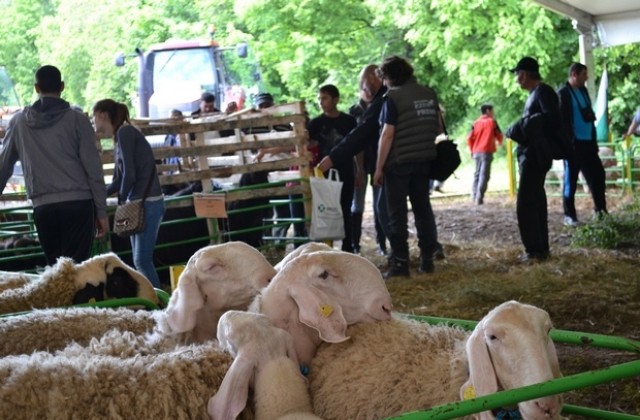 Над 150 участници мериха сили в народни борби и състезание по доене на овце