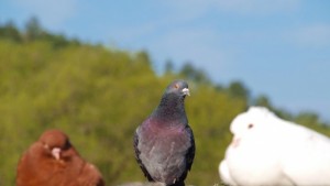 Природозащитници Някой трови гълъбите край Стоматологията