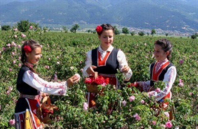 Пада цената на розовото масло на международните пазари