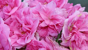 Пада цената на розовото масло на международните пазари