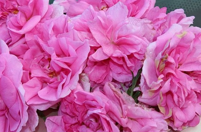 Пада цената на розовото масло на международните пазари