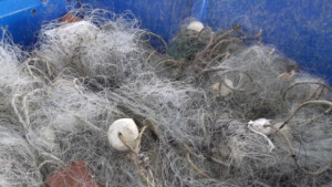 Инспектори върнаха във водата 60 кг риба уловена от бракониери