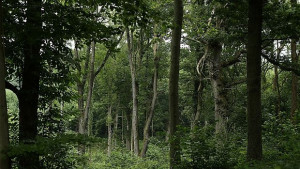 Хърватия въвежда такса за разходка в гората