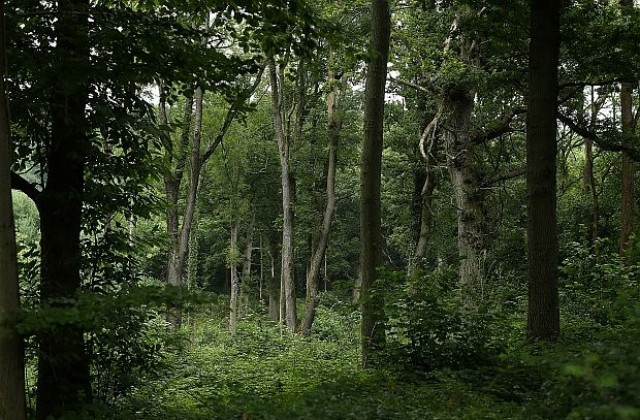 Хърватия въвежда такса за разходка в гората
