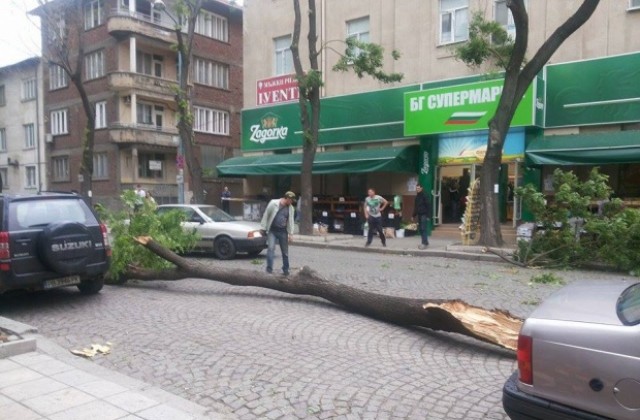 Буря разцепи дърво и удари кола с малко дете