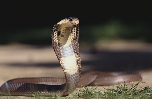 В Индонезия вдигат мъжкото либидо с кръв от кобра