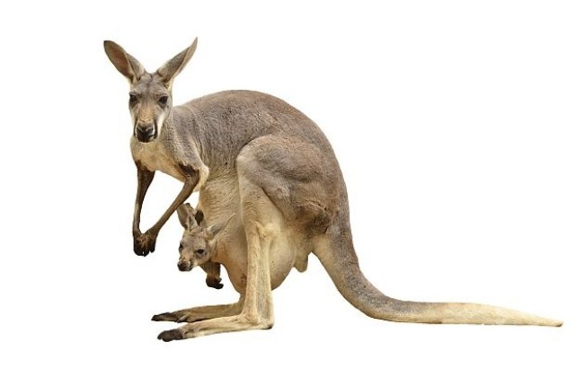 Как е правилно да се нарича кенгуруто?