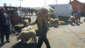 Животновъдите продължават протестите заради липса на пари