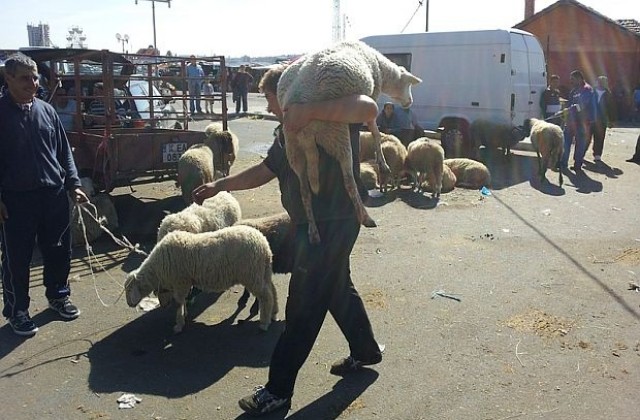 Животновъдите продължават протестите заради липса на пари