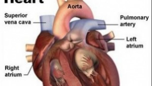 Европейският ден за борба със затлъстяванетоограничете приема на сол и