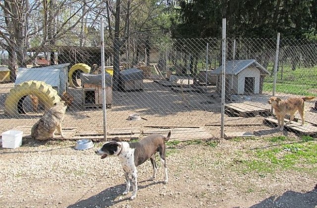 Глутница кучета нападна петима в Пловдив, част от животните вече са уловени