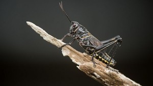 Първите летящи насекоми са били без криле