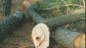 Осъдиха мъж за незаконна сеч на дърва