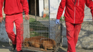 Продължава строежа на кучешкия приют в Горни Богров