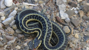 Пепелянка вкара 13годишен във варненската токсикология