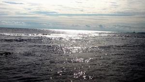 Морските пришълци поставят под съмнение теорията за еволюцията