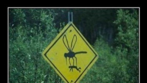 Общината се сети за комарите