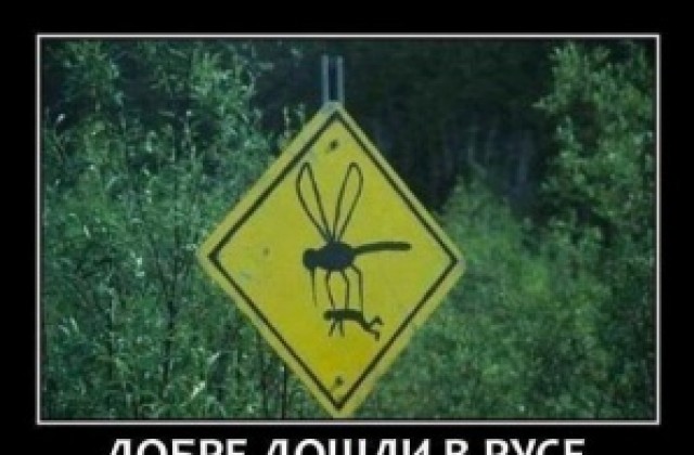 Общината се сети за комарите