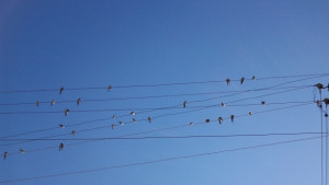 Оптимизъм в градушката