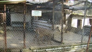 Общината харчи 30 хил лева за рисунки на клетки за